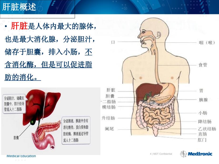 肝脏的基本解剖及分段修改_第4页