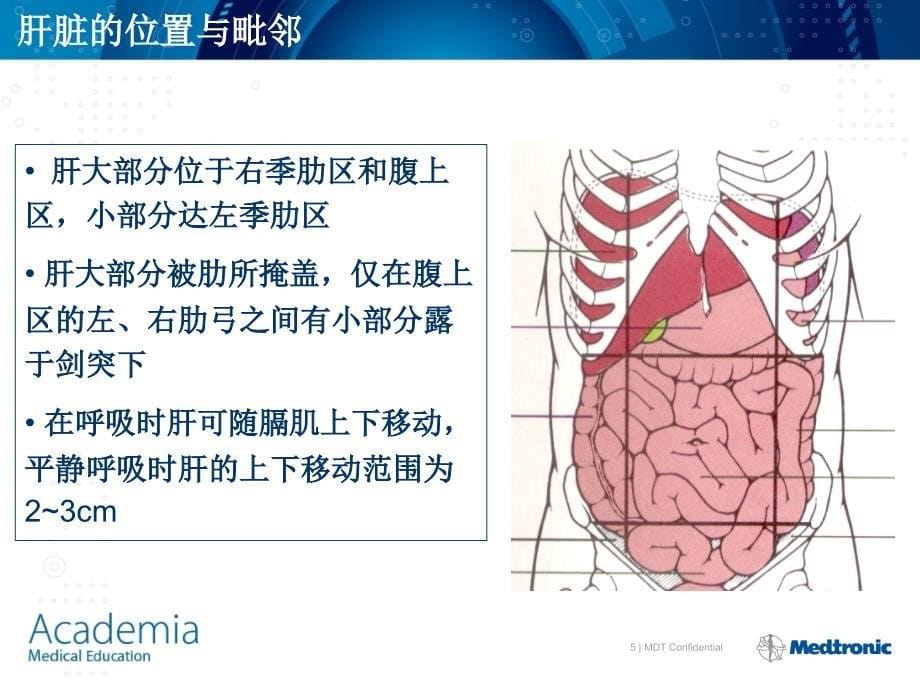 肝脏的基本解剖及分段修改_第5页