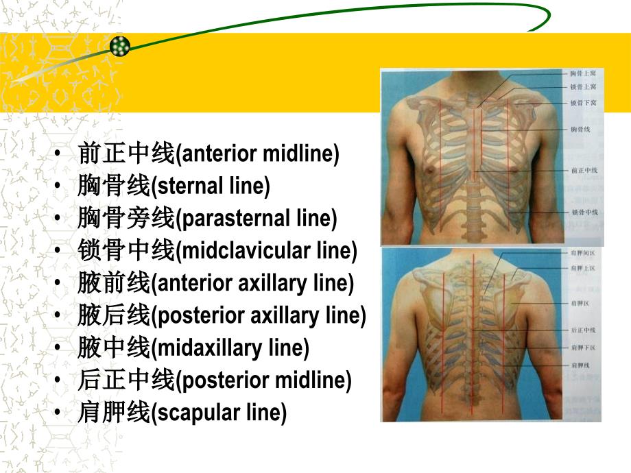 《胸部体格检查》PPT课件_第2页