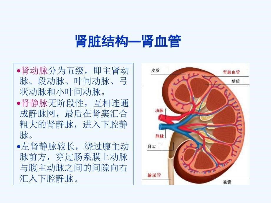 正常肾脏的超声诊断45099_第5页