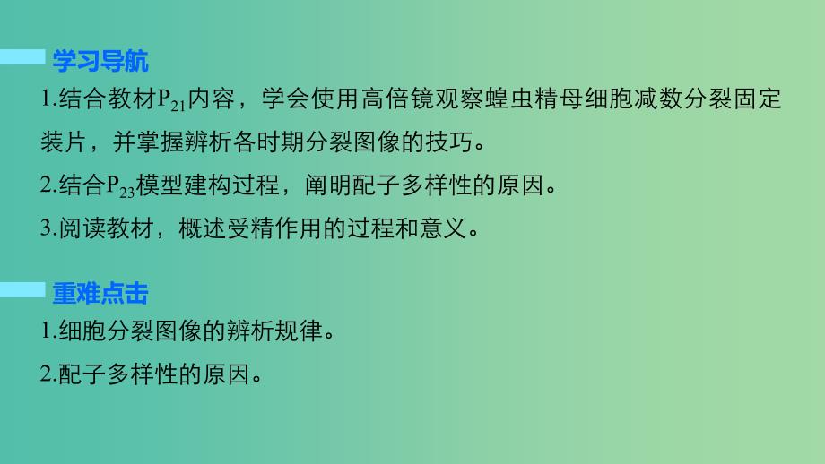 高中生物 2.1.3 减数分裂的观察、受精作用课件 新人教版必修2.ppt_第2页