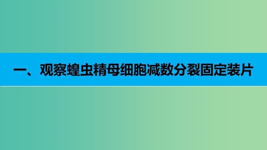 高中生物 2.1.3 减数分裂的观察、受精作用课件 新人教版必修2.ppt_第5页