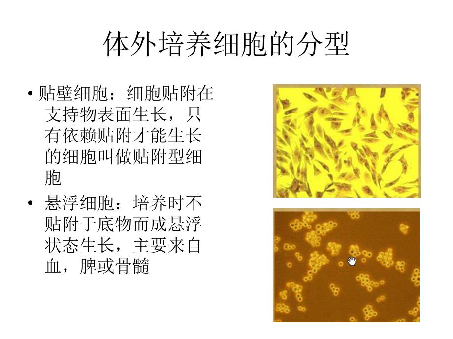 中国药科大学新药筛选细胞培养基础知识培训材料_第3页