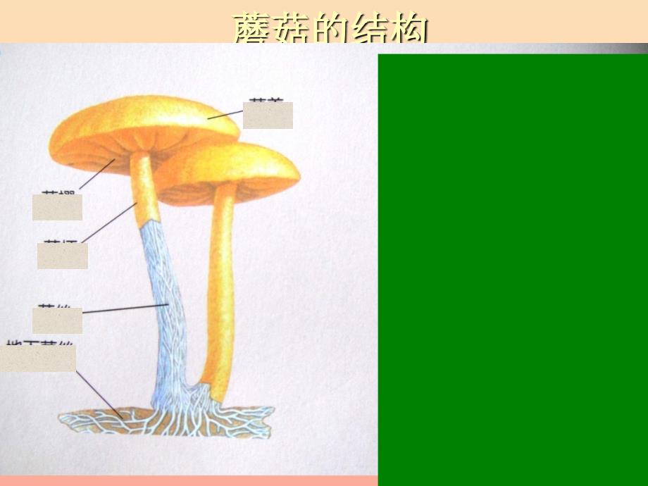 六年级科学上册食用菌课件1青岛版_第3页