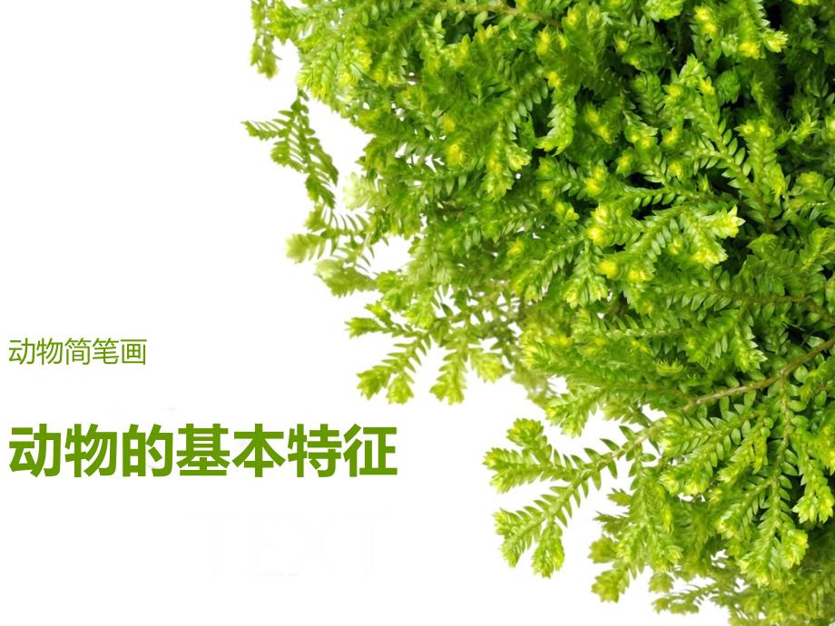动物简笔画之动物的基本特征_第1页