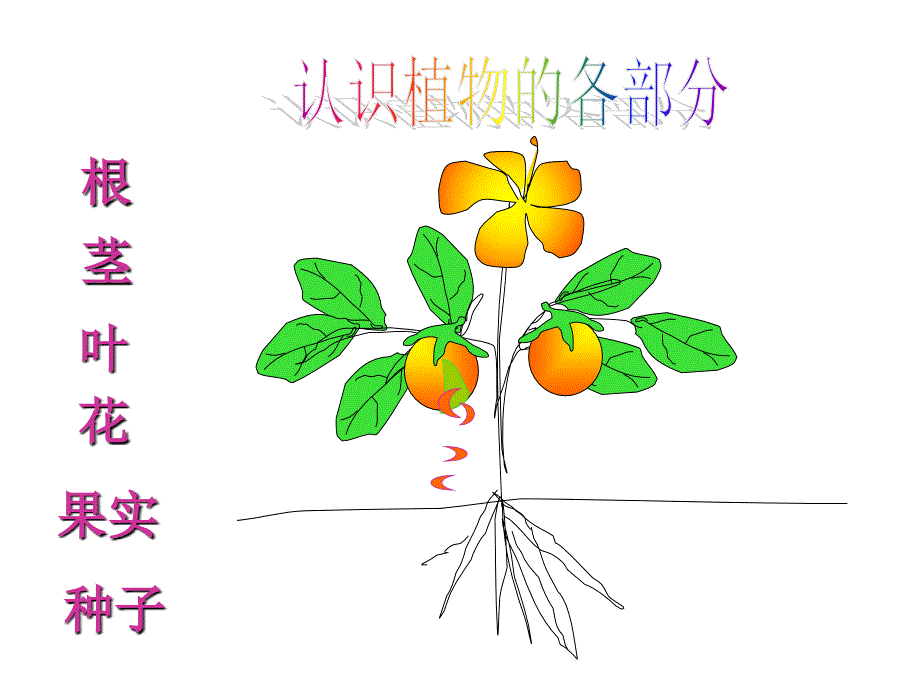 幼儿园课件-认识蔬菜_第3页