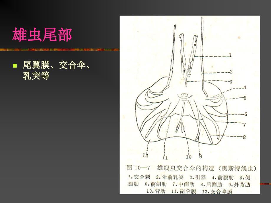 医学专题：3第一节蛔虫病_第4页