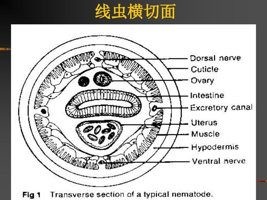 医学专题：3第一节蛔虫病_第5页