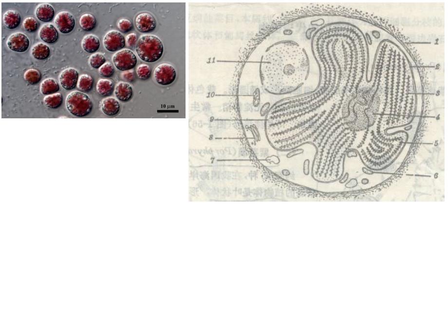 植物学教学课件：红藻褐藻门_第2页