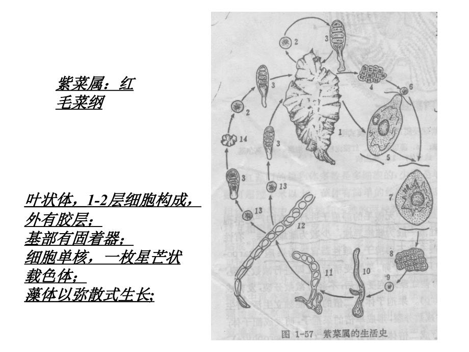 植物学教学课件：红藻褐藻门_第4页