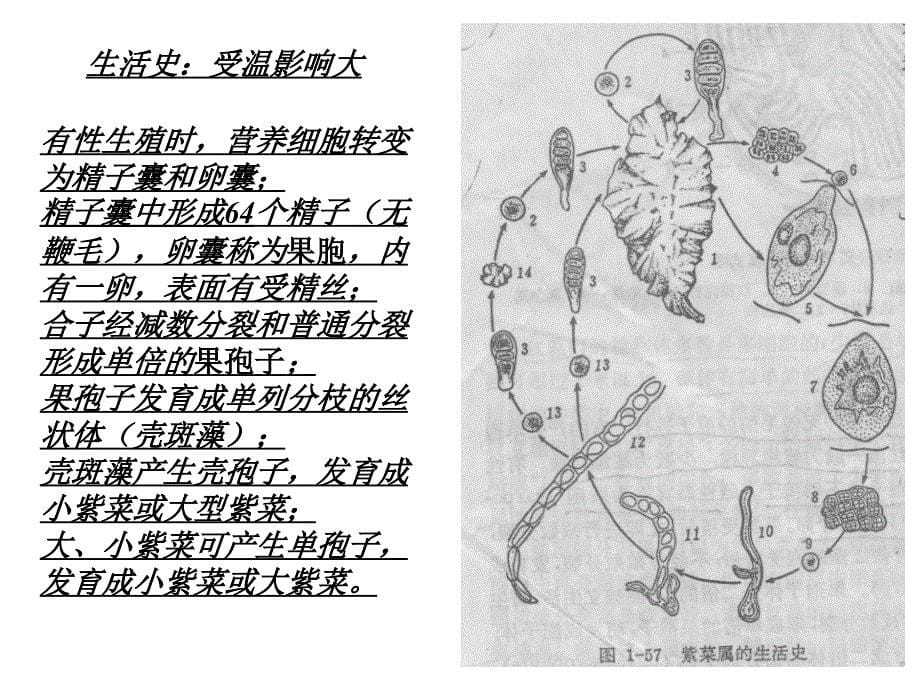 植物学教学课件：红藻褐藻门_第5页