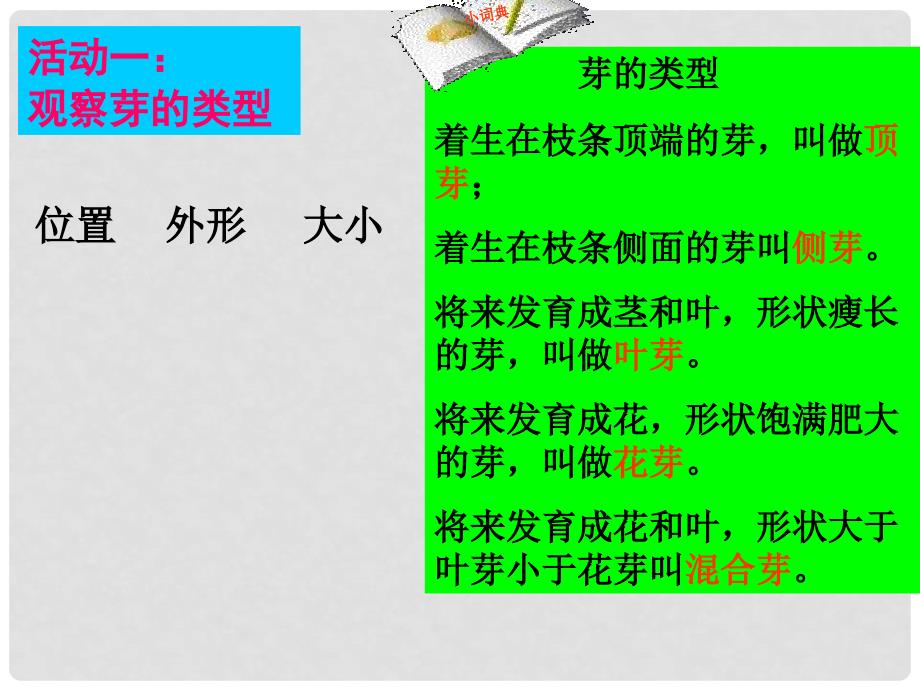 八年级生物上册 第三单元 第一章 第三节 芽的发育课件 （新版）冀教版_第3页