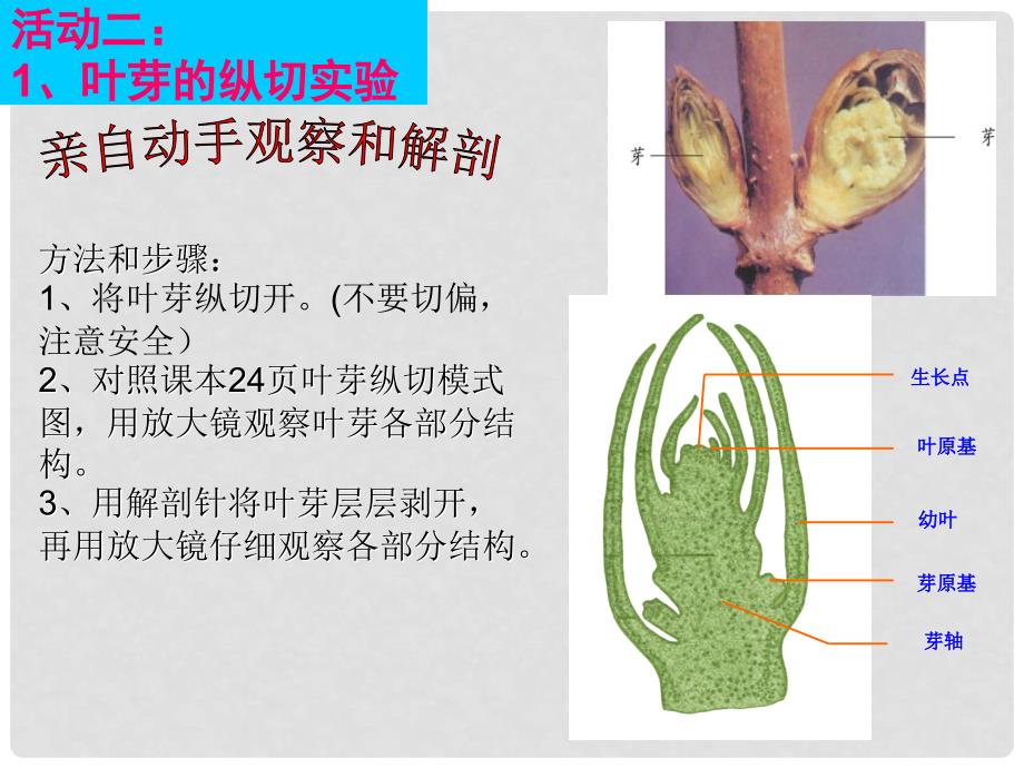 八年级生物上册 第三单元 第一章 第三节 芽的发育课件 （新版）冀教版_第4页