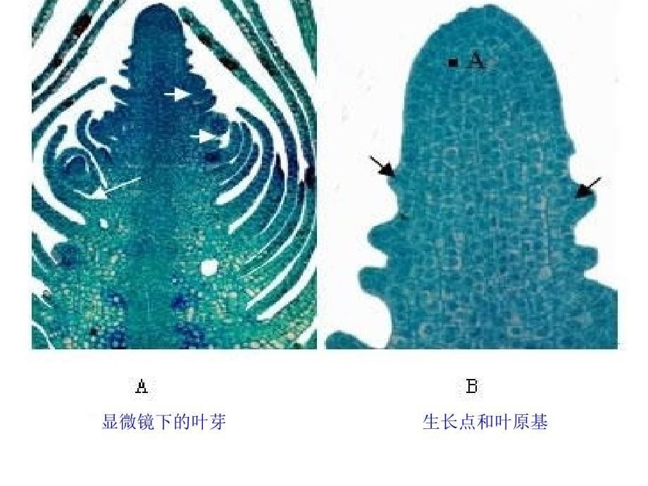 八年级生物上册 第三单元 第一章 第三节 芽的发育课件 （新版）冀教版_第5页