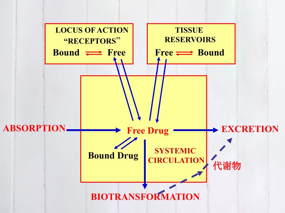 药物代谢动力学学习目标_第3页