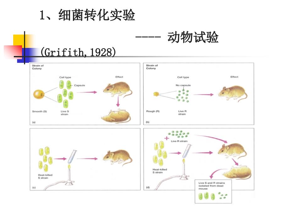 厦大微生物课件第七章微生物遗传变异与育种_第4页