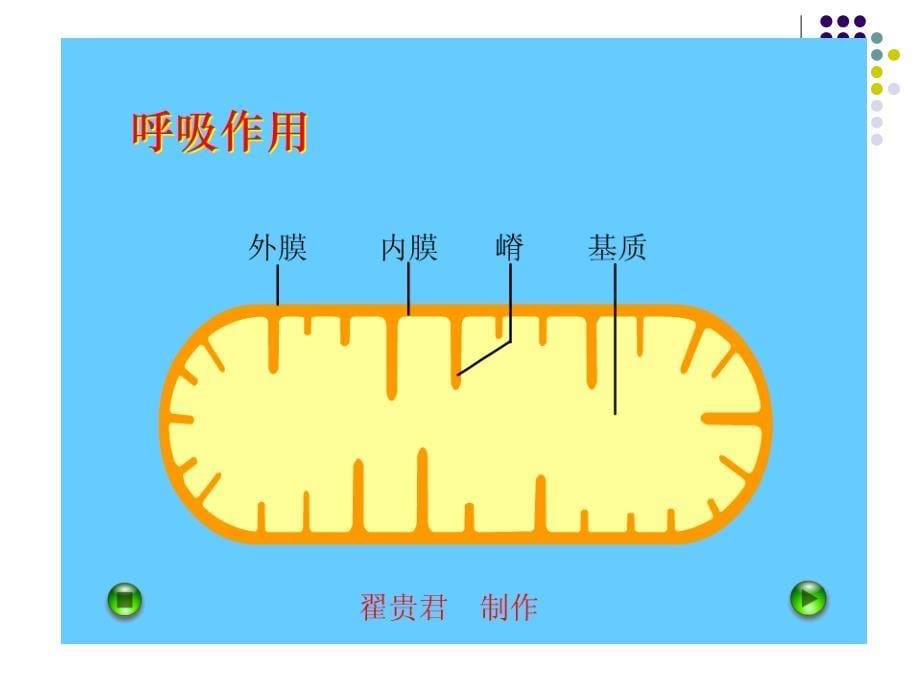 高三一轮复习呼吸作用课件_第5页