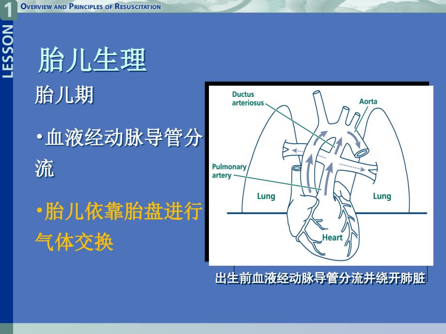 新生儿心肺复苏ppt课件_第2页