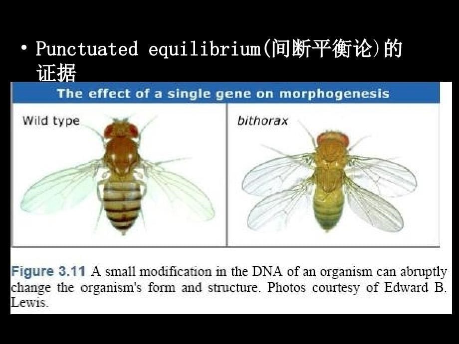 生物多样性及其分类_第5页