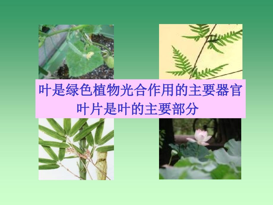 6.2植物光合作用的场所_第3页