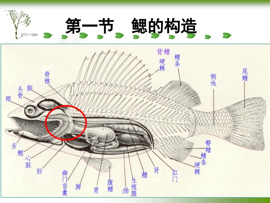 第六章呼吸系统_第2页