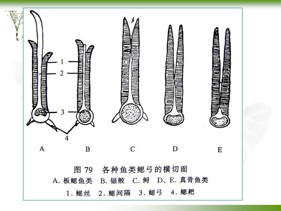 第六章呼吸系统_第5页