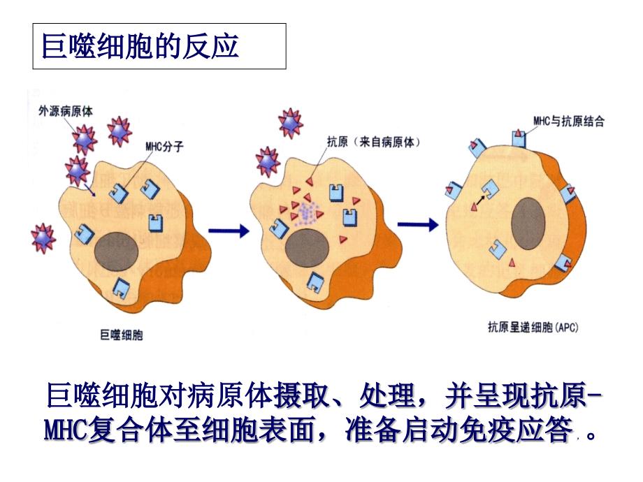 浙科版高中生物必修3第3章第2节特异性免疫（免疫应答）课件_第4页