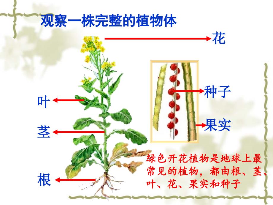 第一章植物的身体ppt课件_第2页