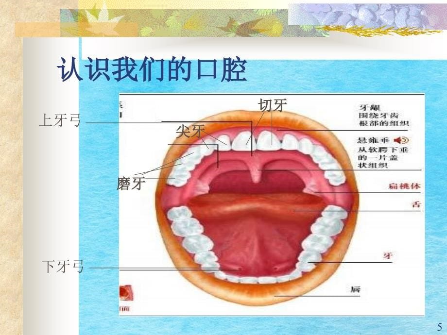 小学健康教育口腔健康教育ppt课件_第5页