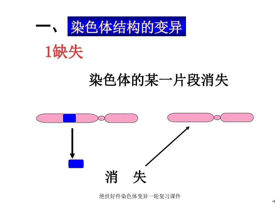 绝世好件染色体变异一轮复习课件_第5页