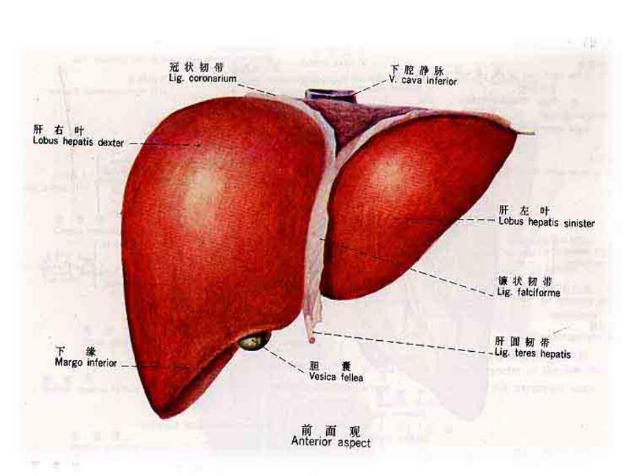 关于脏腑辨证肝讲解广州银翔医院1_第2页