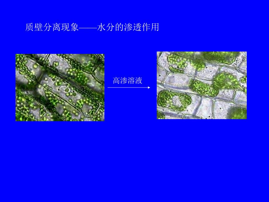 植物组织渗透势测定.ppt_第5页