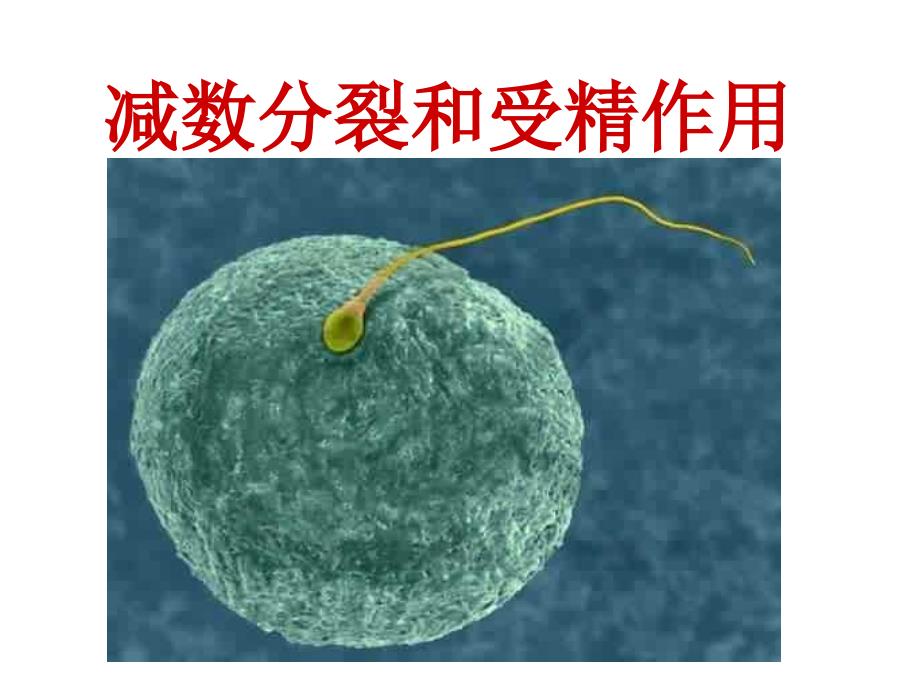 学业水平测试复习12减数分裂和受精作用_第1页