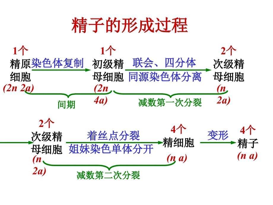 学业水平测试复习12减数分裂和受精作用_第5页