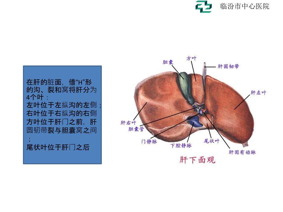 肝脏的超声分叶分段PPT课件_第4页