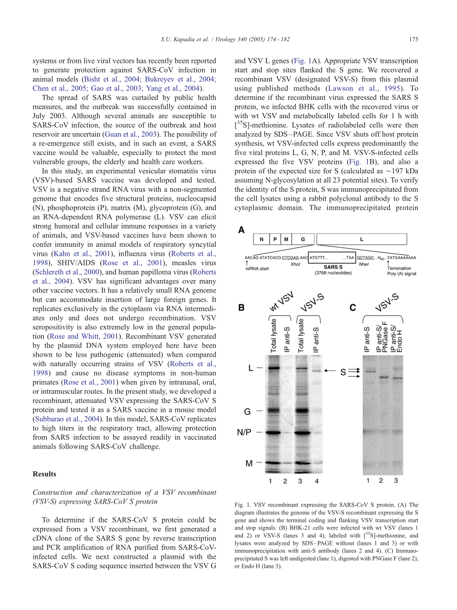 【病毒外文文献】2005 Long-term protection from SARS coronavirus infection conferred by a single immunization with an attenuated VSV-base_第2页