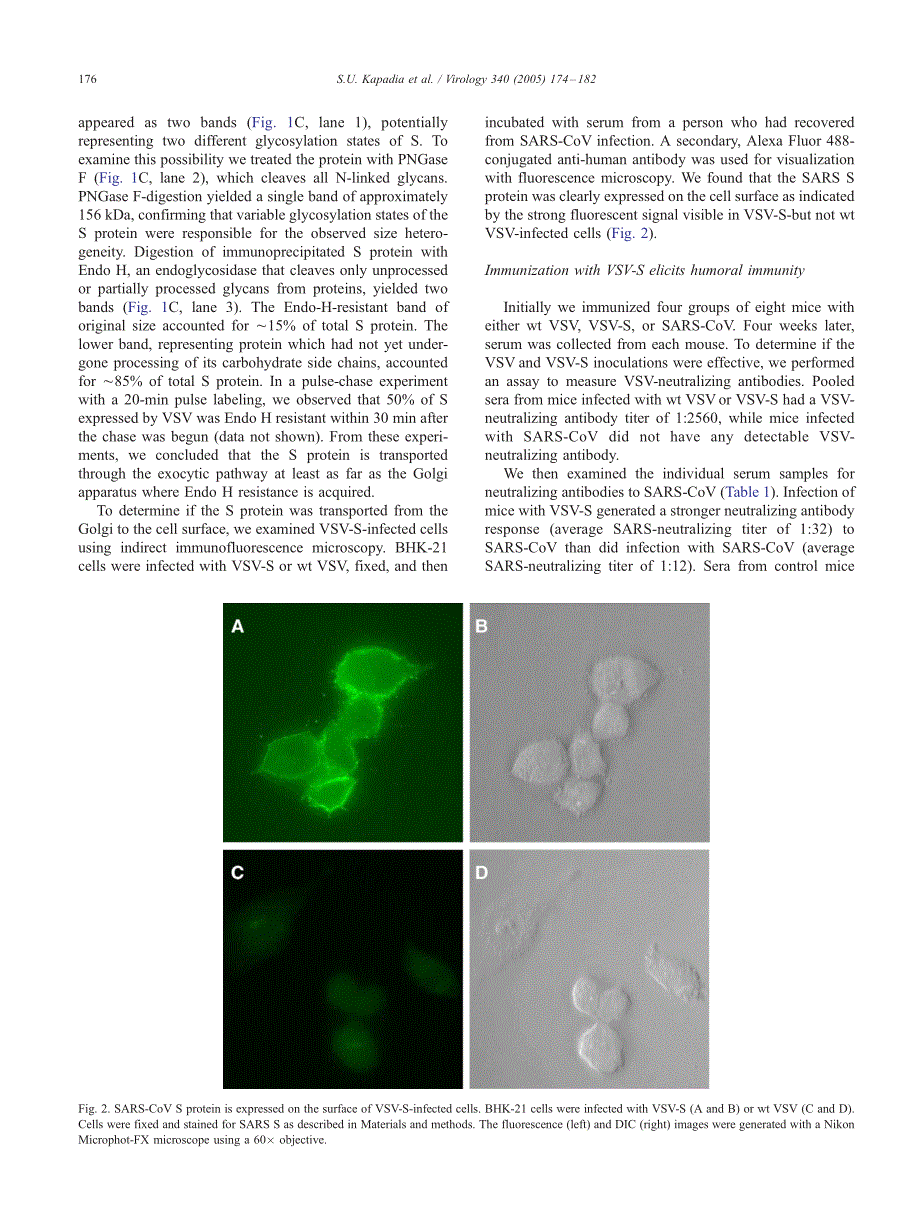 【病毒外文文献】2005 Long-term protection from SARS coronavirus infection conferred by a single immunization with an attenuated VSV-base_第3页