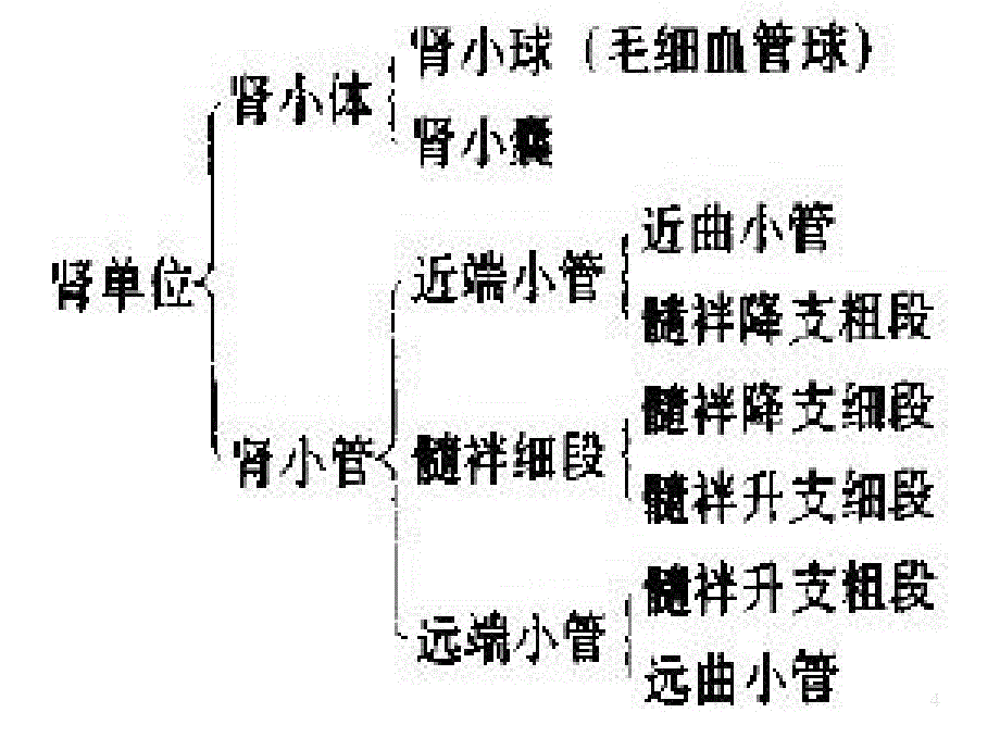 尿常规检查与核保PPT课件_第4页