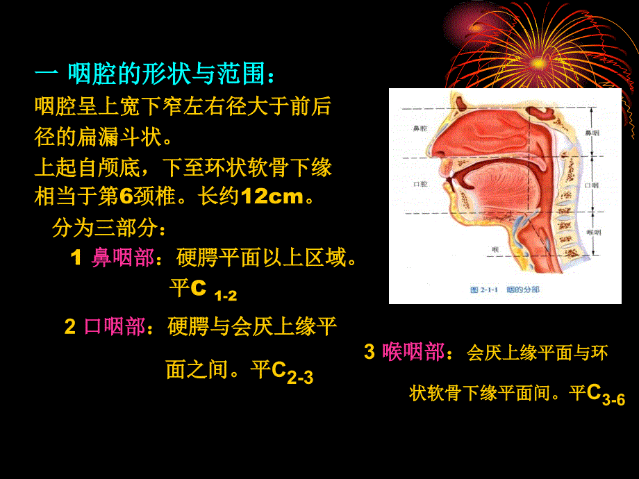 咽喉气管食管解剖_第4页