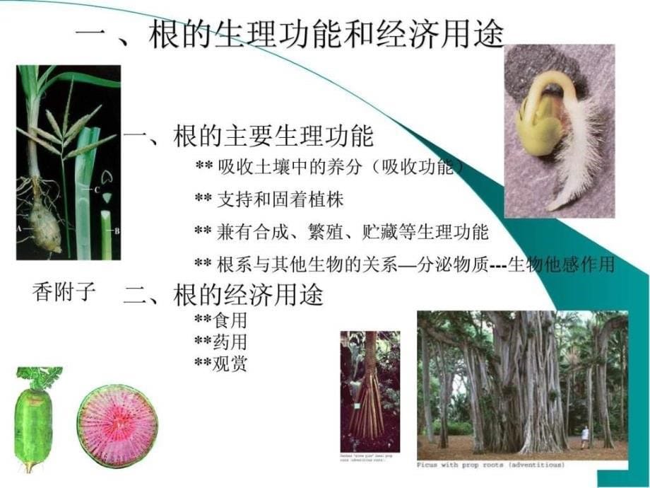 根大学植物学讲义_第5页