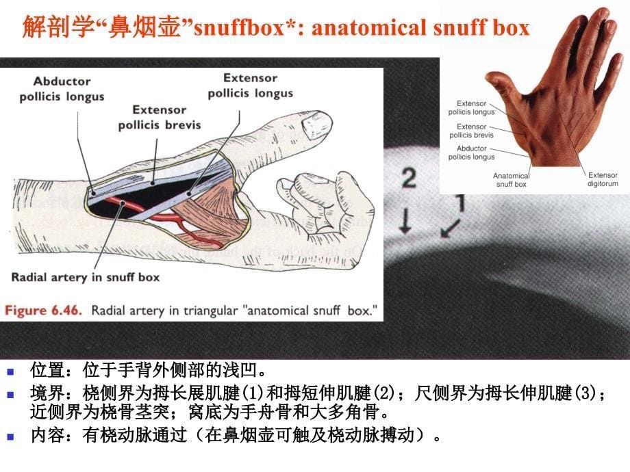 手部局部解剖-_第5页