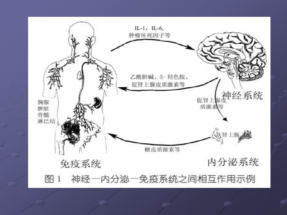 神经内分泌免疫系统ppt课件_第3页