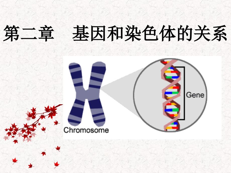 21减数分裂和受精作用_第1页