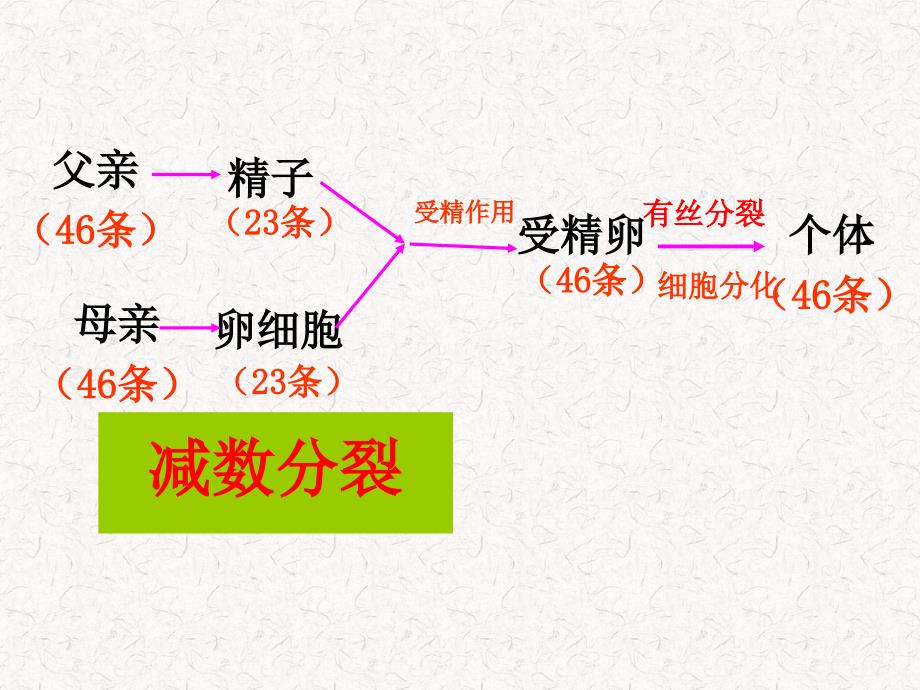 21减数分裂和受精作用_第3页