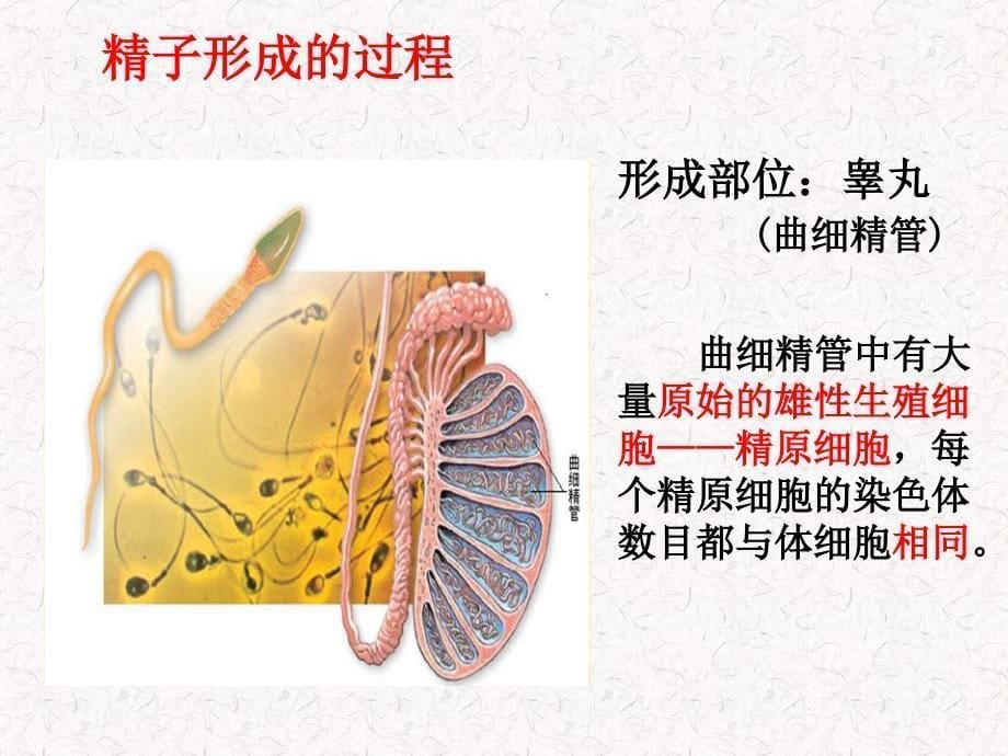 21减数分裂和受精作用_第5页