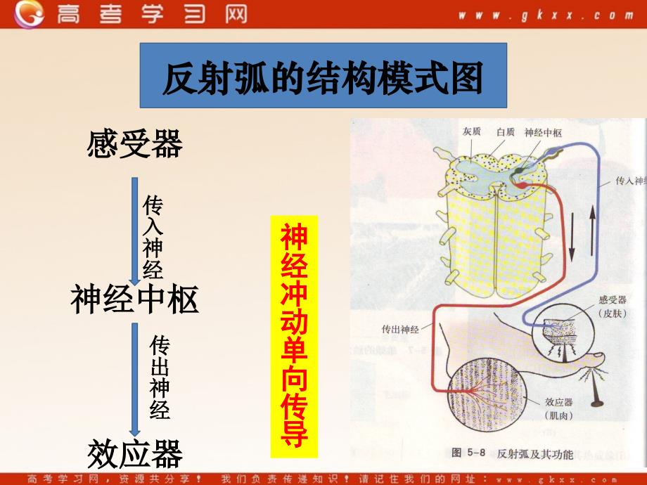 高中生物《神经系统中信息的传递和调节》课件1（9张PPT）_第4页