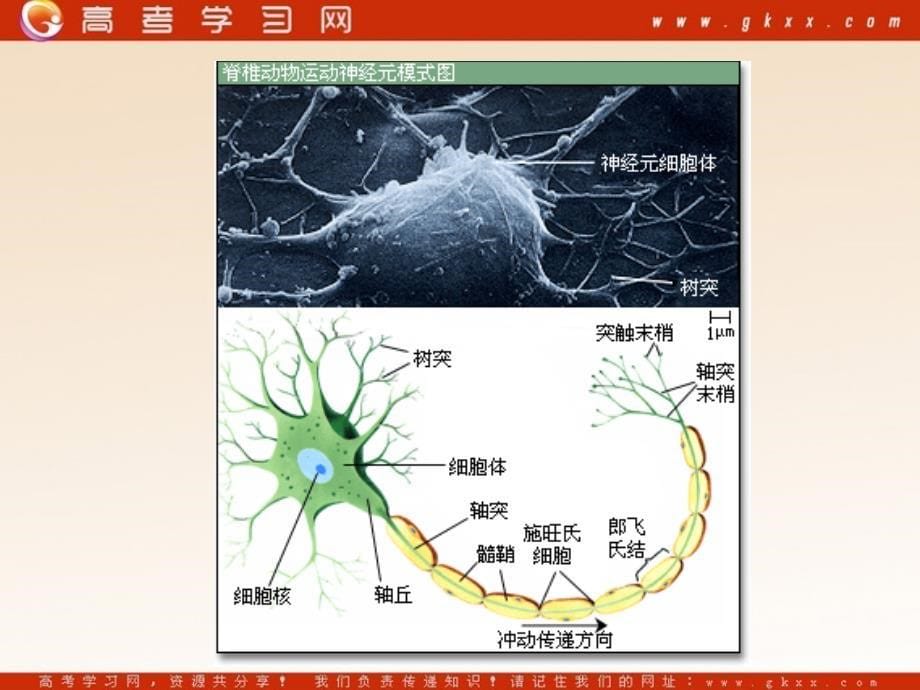 高中生物《神经系统中信息的传递和调节》课件1（9张PPT）_第5页