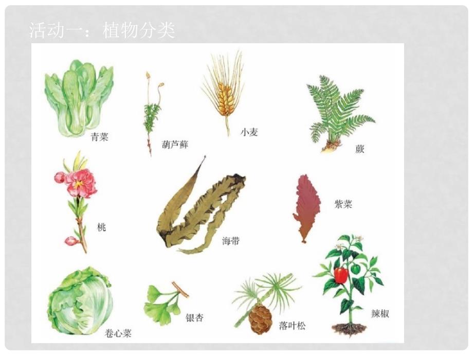 江苏省如皋市七年级生物下册 14.1生物的分类课件 （新版）苏科版_第2页