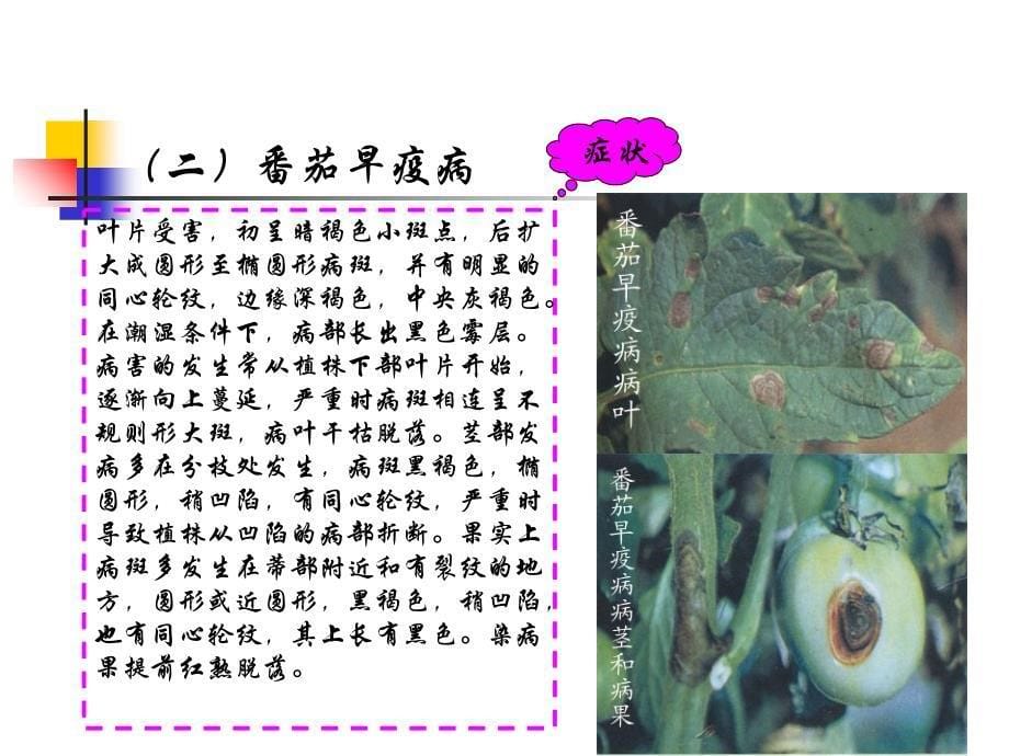 茄果类蔬菜主要病虫害及防治_第5页