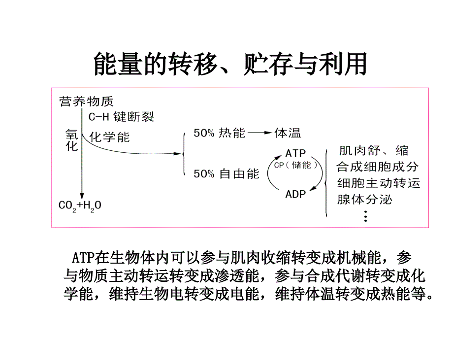 第三章-营养与能量平衡1课件_第4页